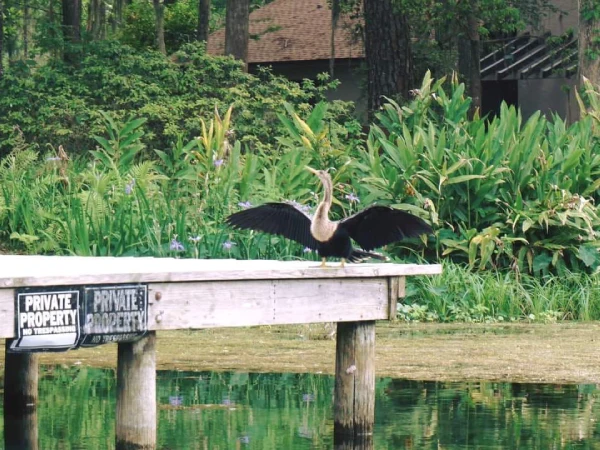 Outstanding Housing Rentals