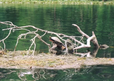 Professional Vacation Home Rental 3